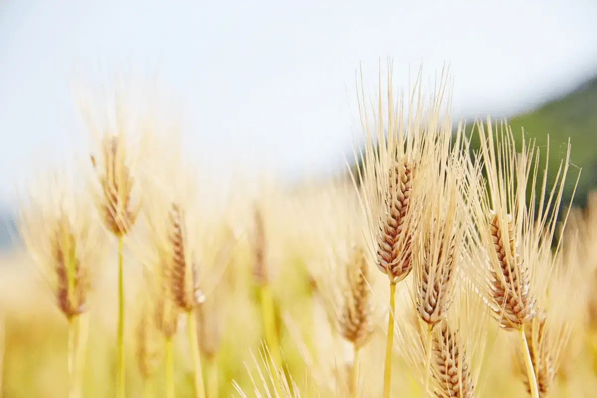 Barley benefits for skin