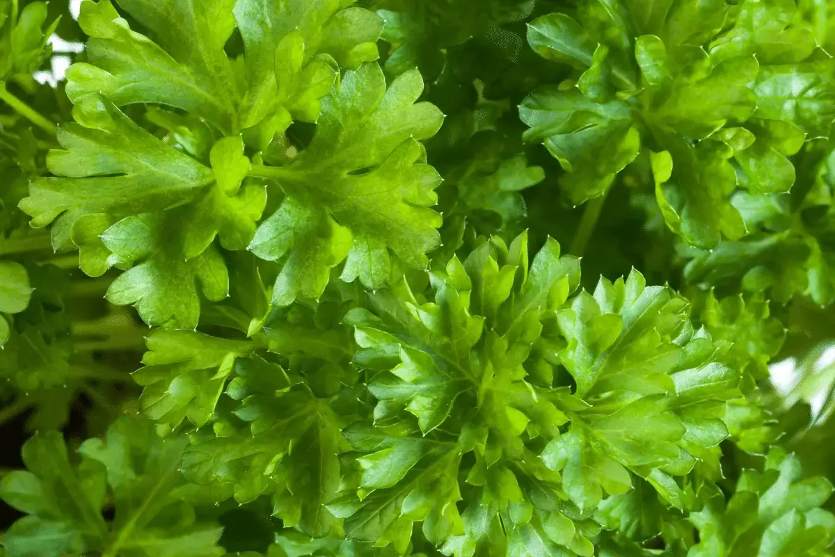 Benefits of parsley for inflammation
