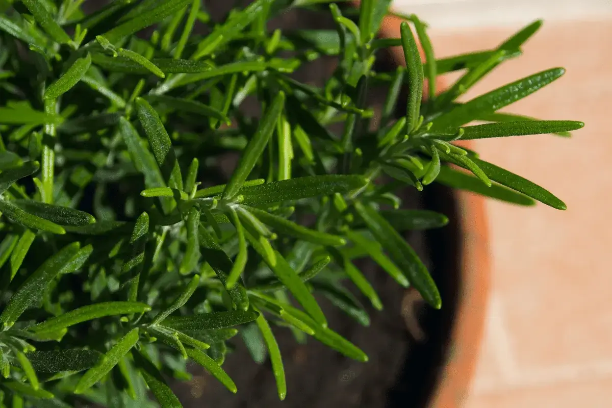 Rosemary herb