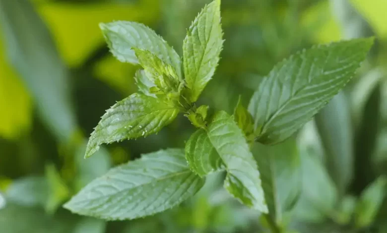 Top 10 Benefits of Mint