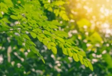 Top 10 Benefits of Moringa