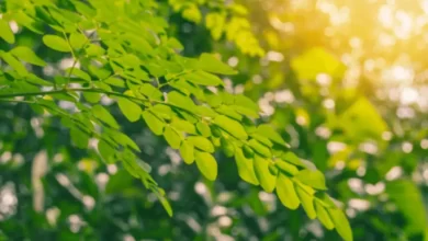 Top 10 Benefits of Moringa
