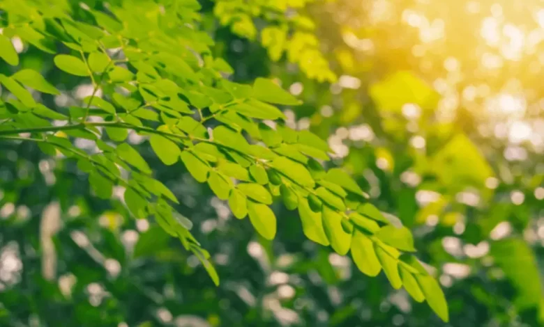 Top 10 Benefits of Moringa