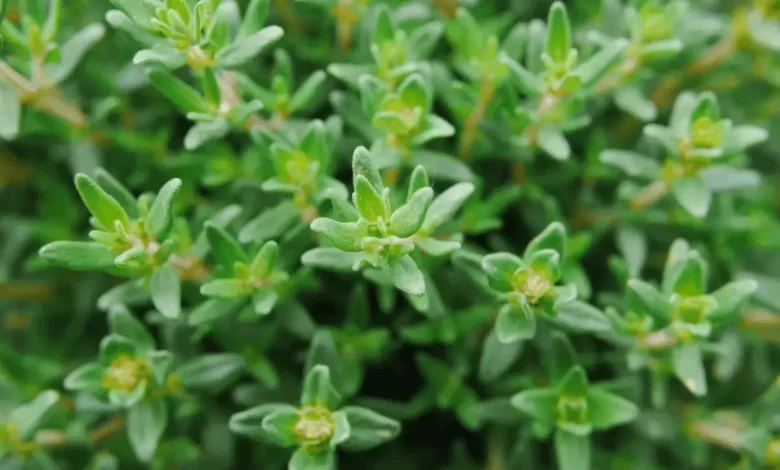 Top 10 Benefits of Thyme