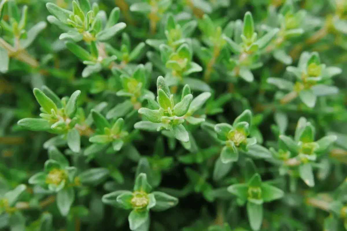 Top 10 Benefits of Thyme Listing Best