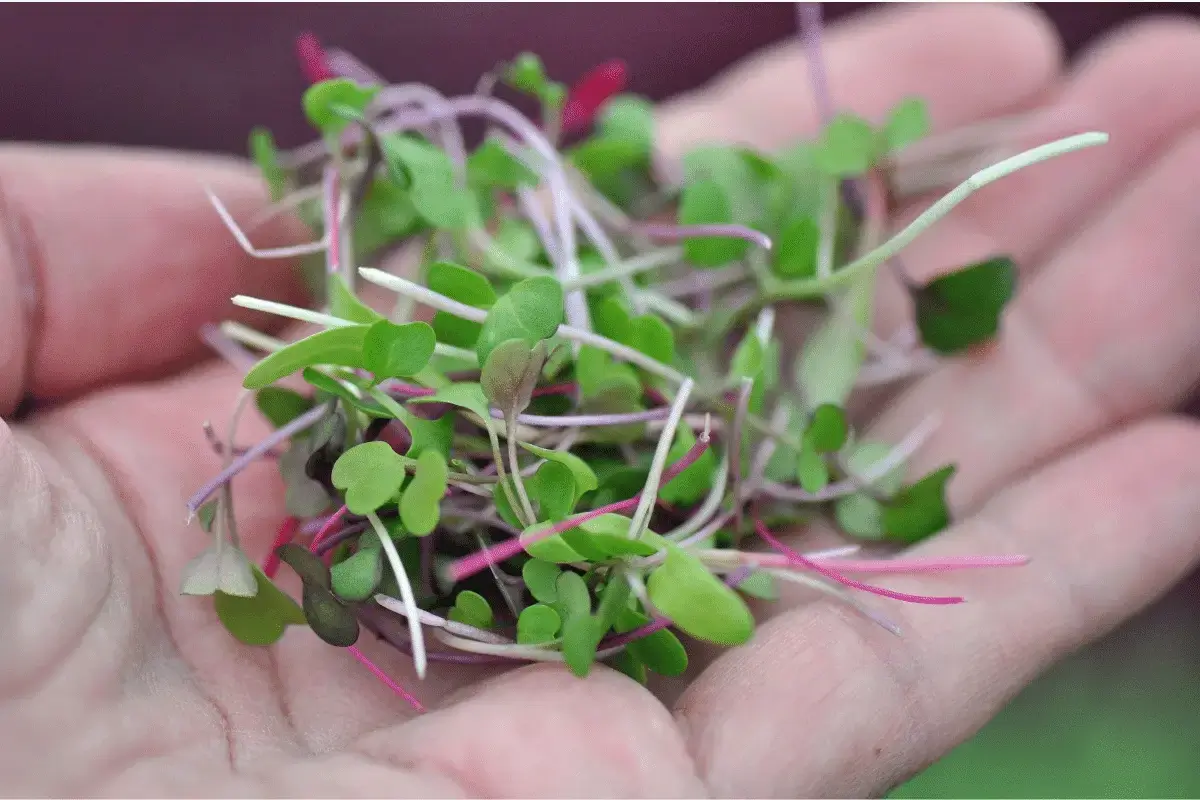 Top 10 Herbs High in Zinc Listing Best