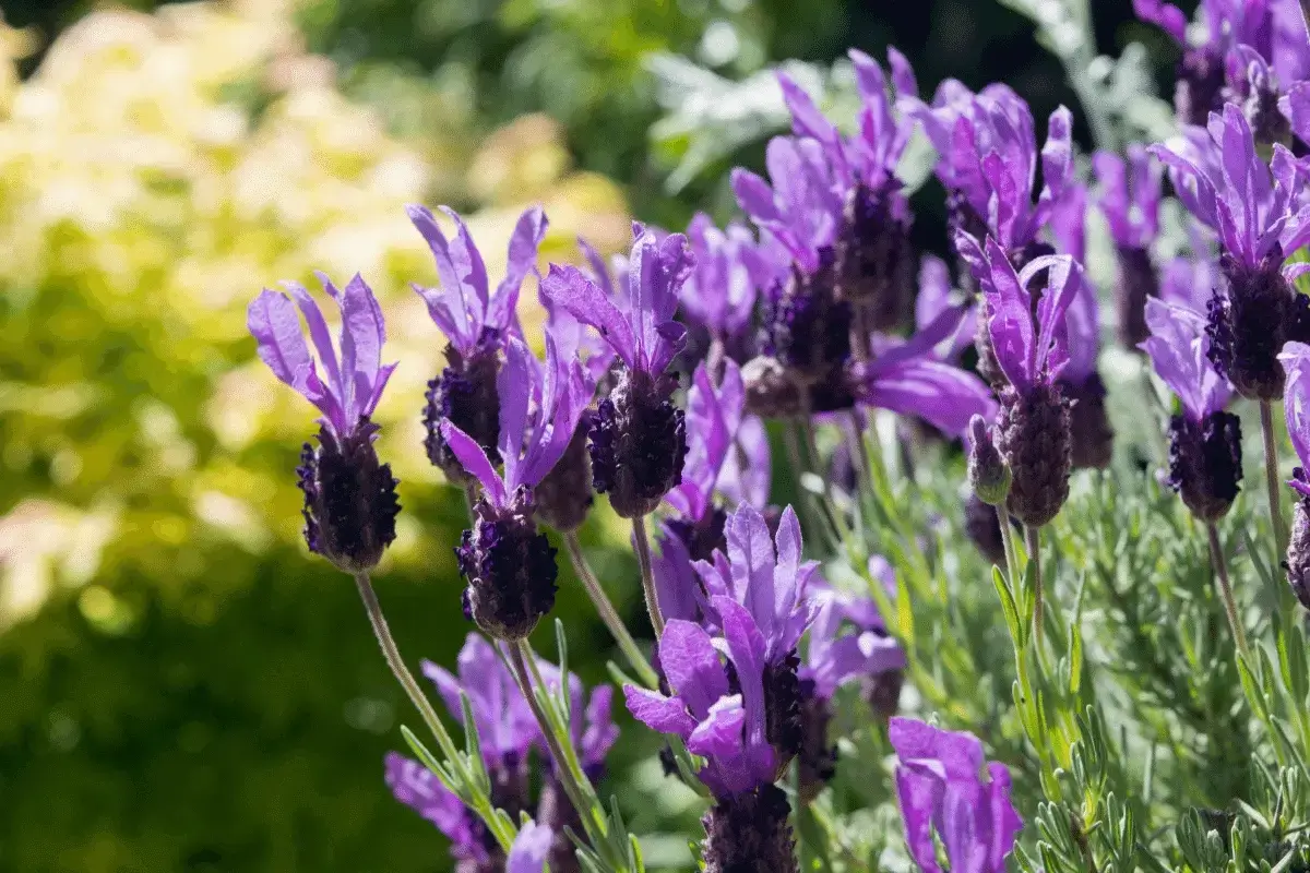 Lavender benefits hair