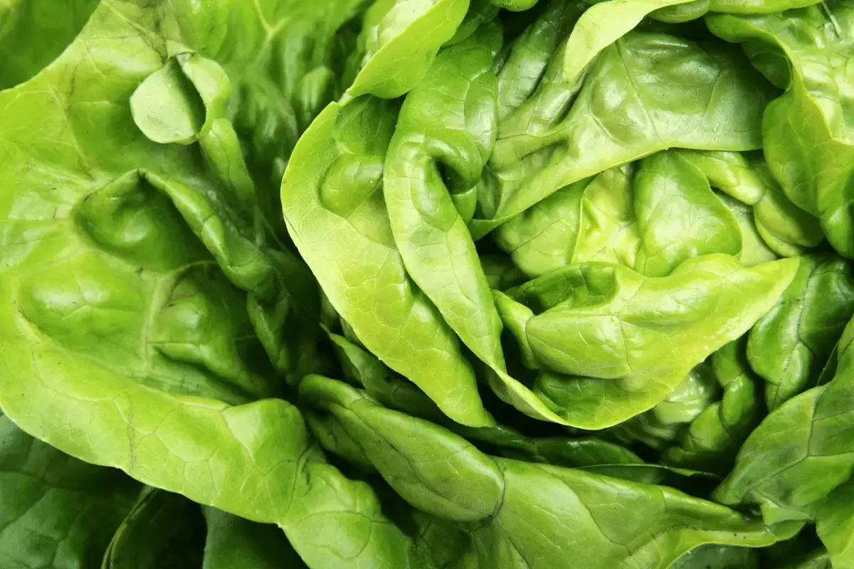 Leafy vegetables are one of the foods high in magnesium