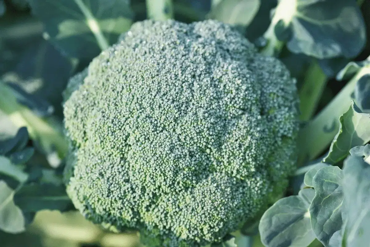 Broccoli is one of the best foods to treat constipation