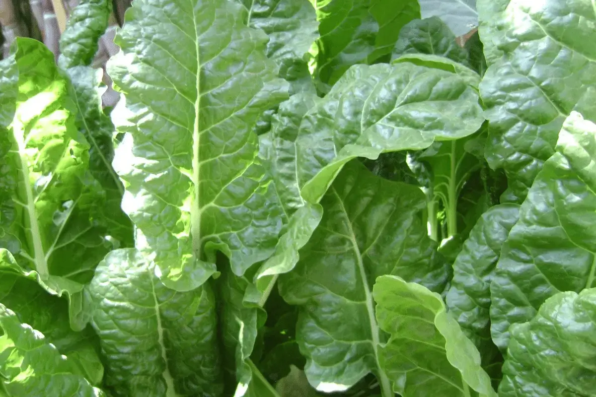 Spinach is one of the best foods that raise testosterone