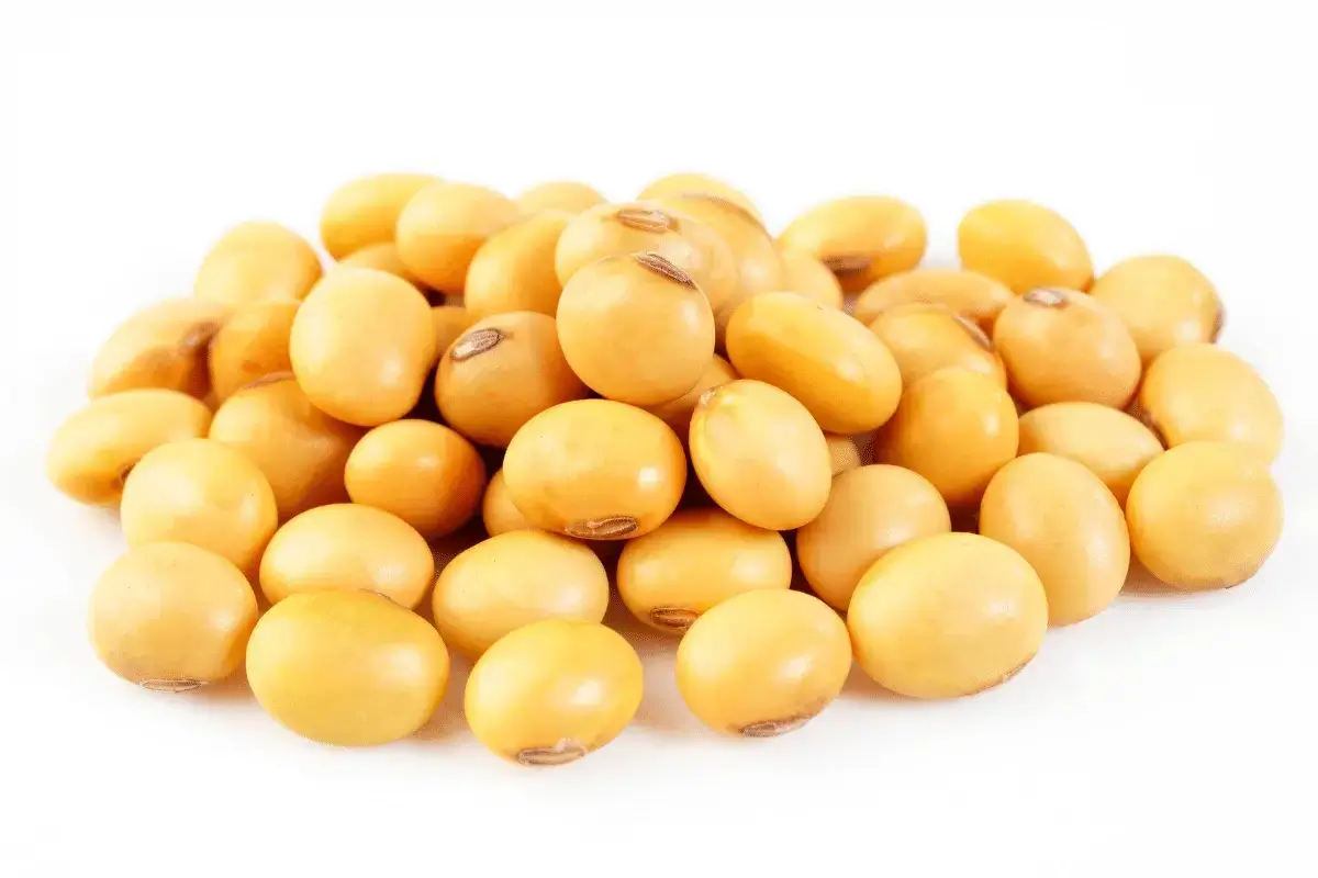 Soybean is one of the best sources of calcium