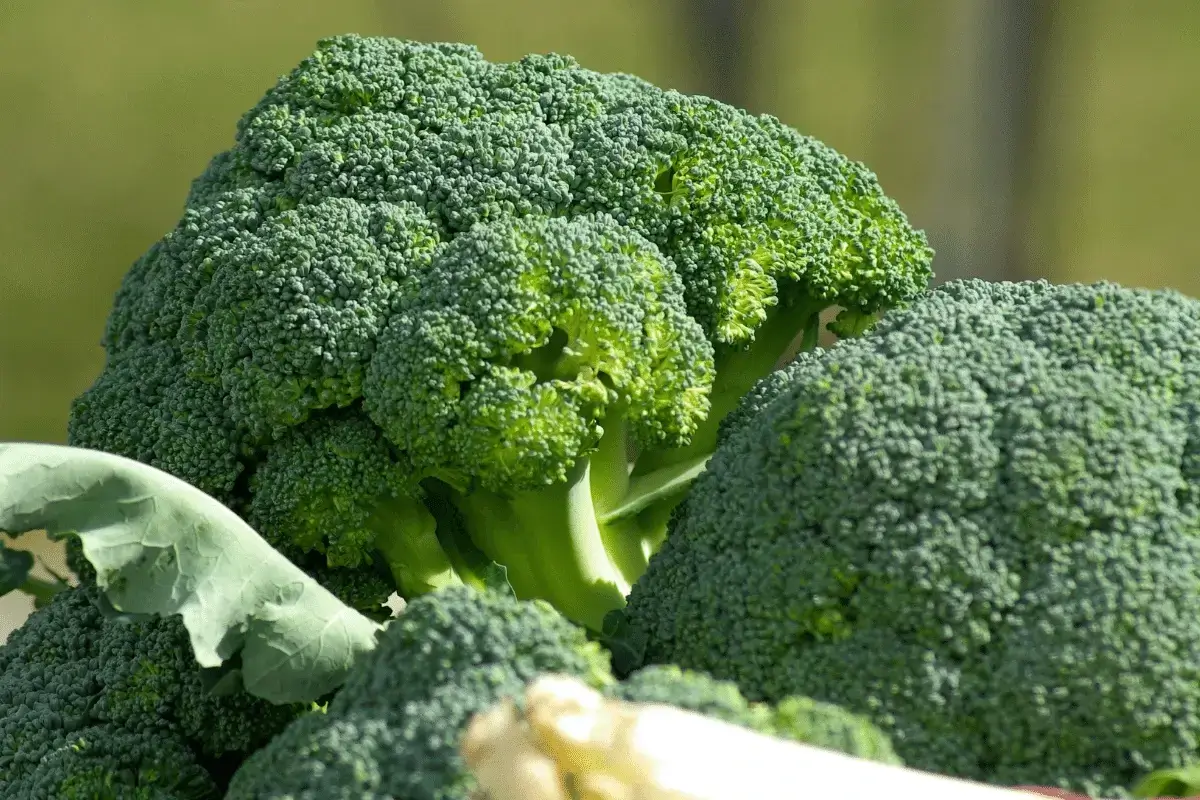 Broccoli is rich in vitamins and minerals
