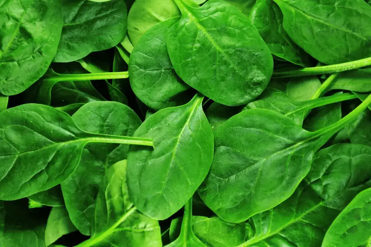 Spinach