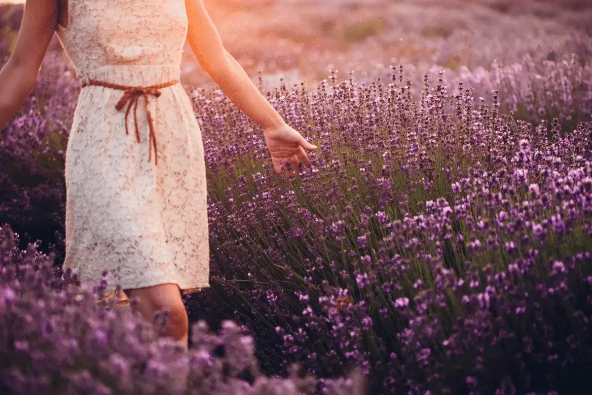 Benefits of lavender for eliminating acne