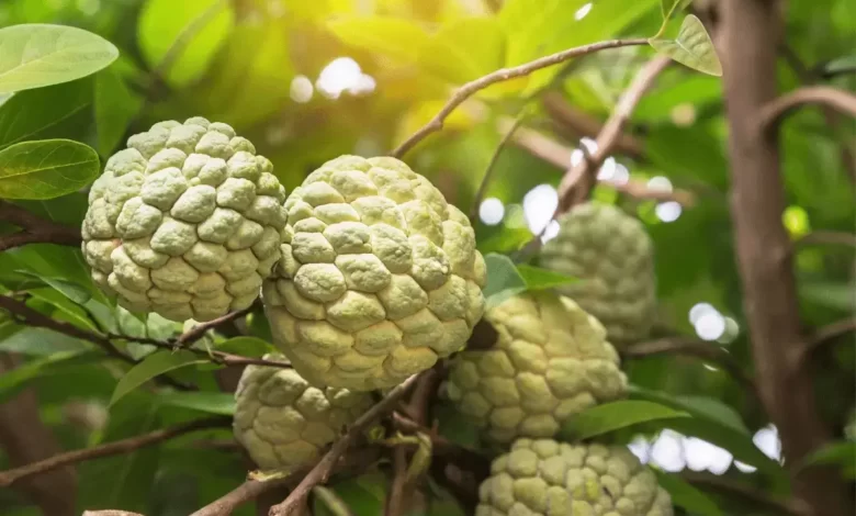 Top 10 Benefits of Custard Apple