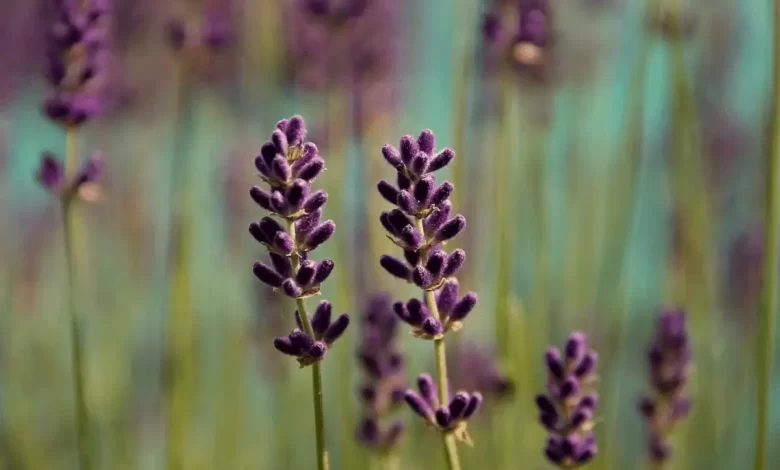 Top 10 Benefits of Lavender