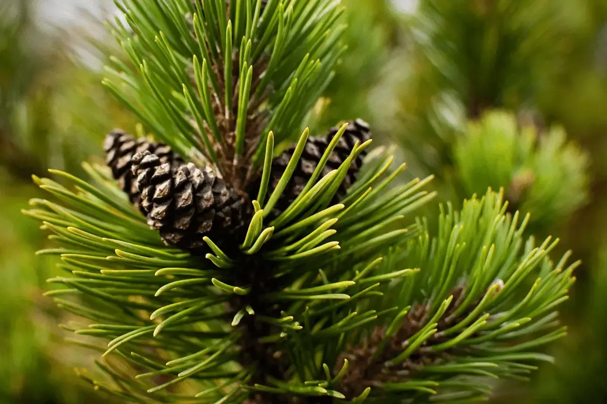 Aleppo pine is one of the best Pakistani nuts