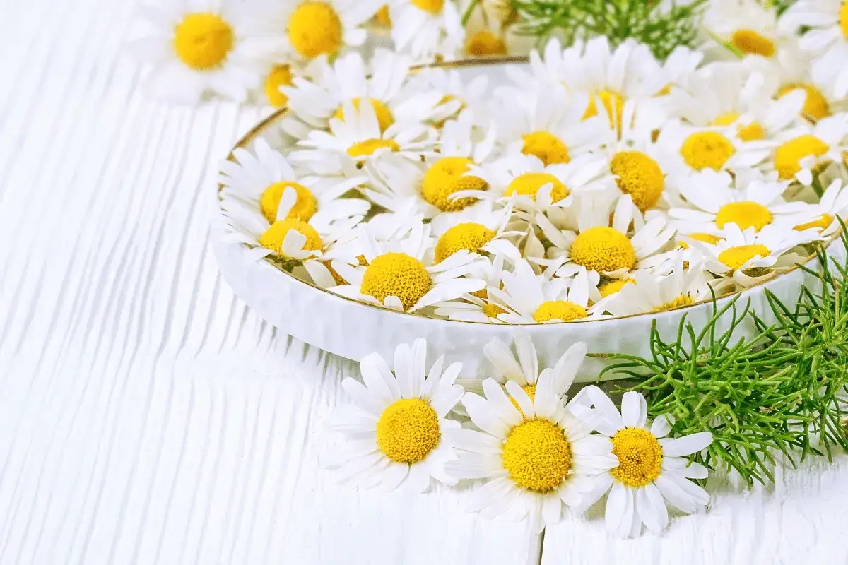Chamomile is one of the herbs that help you sleep