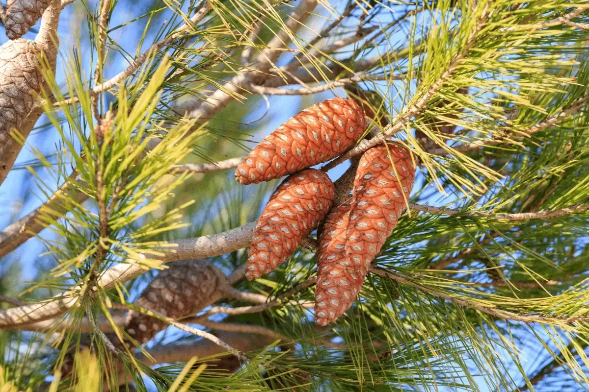 Mediterranean pine