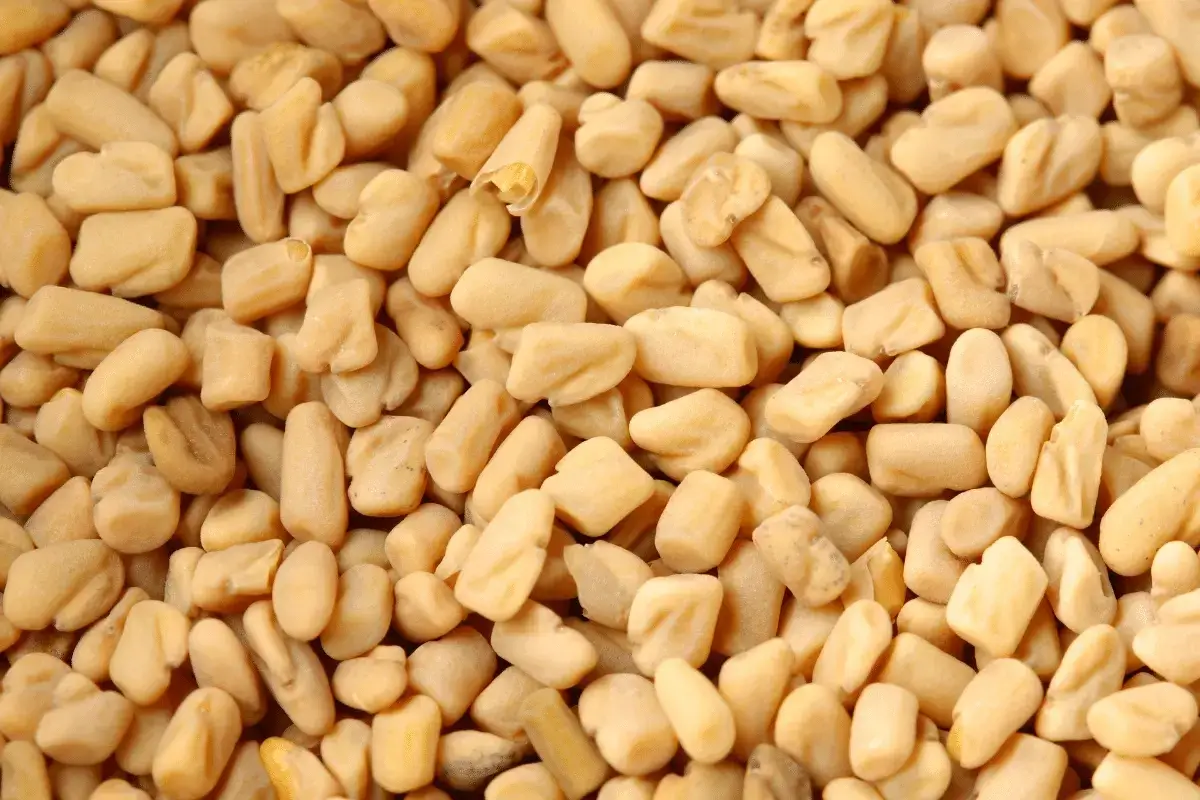 Fenugreek is one of the top milk Producing Foods For Breastfeeding