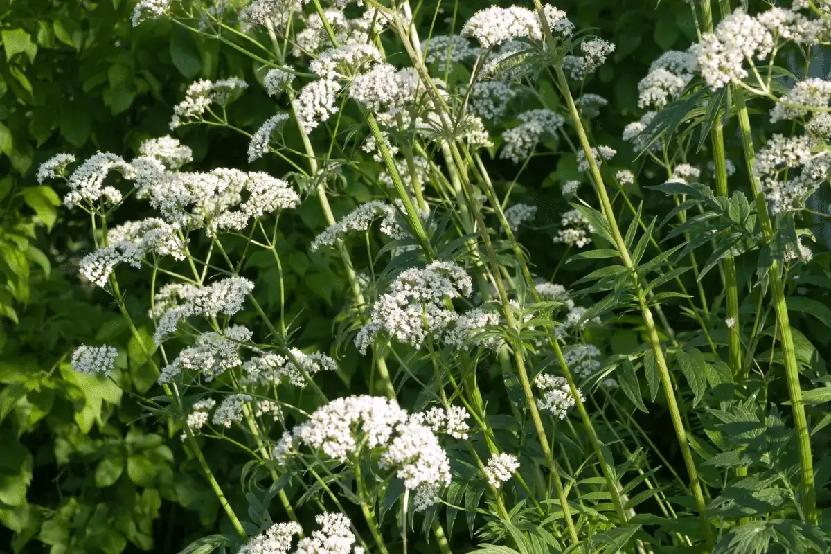 Valerian is one of the best herbs that help you sleep