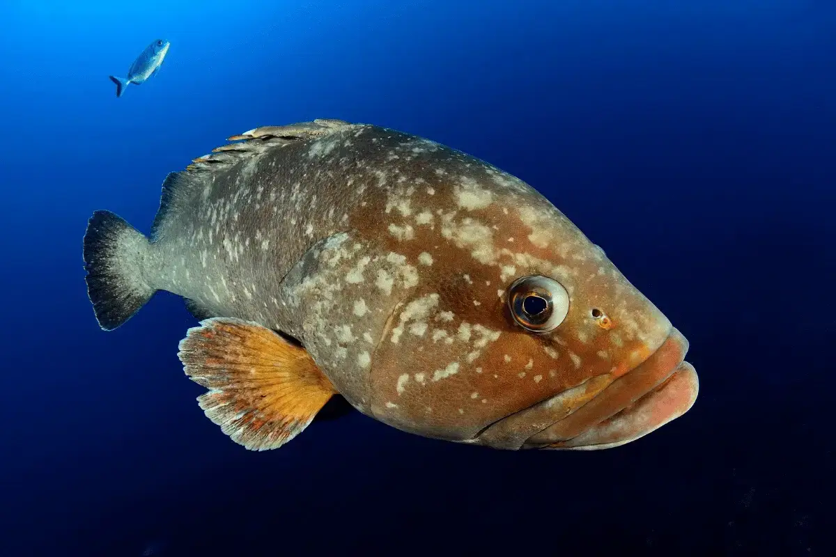 Grouper is one of the fish and their names with pictures