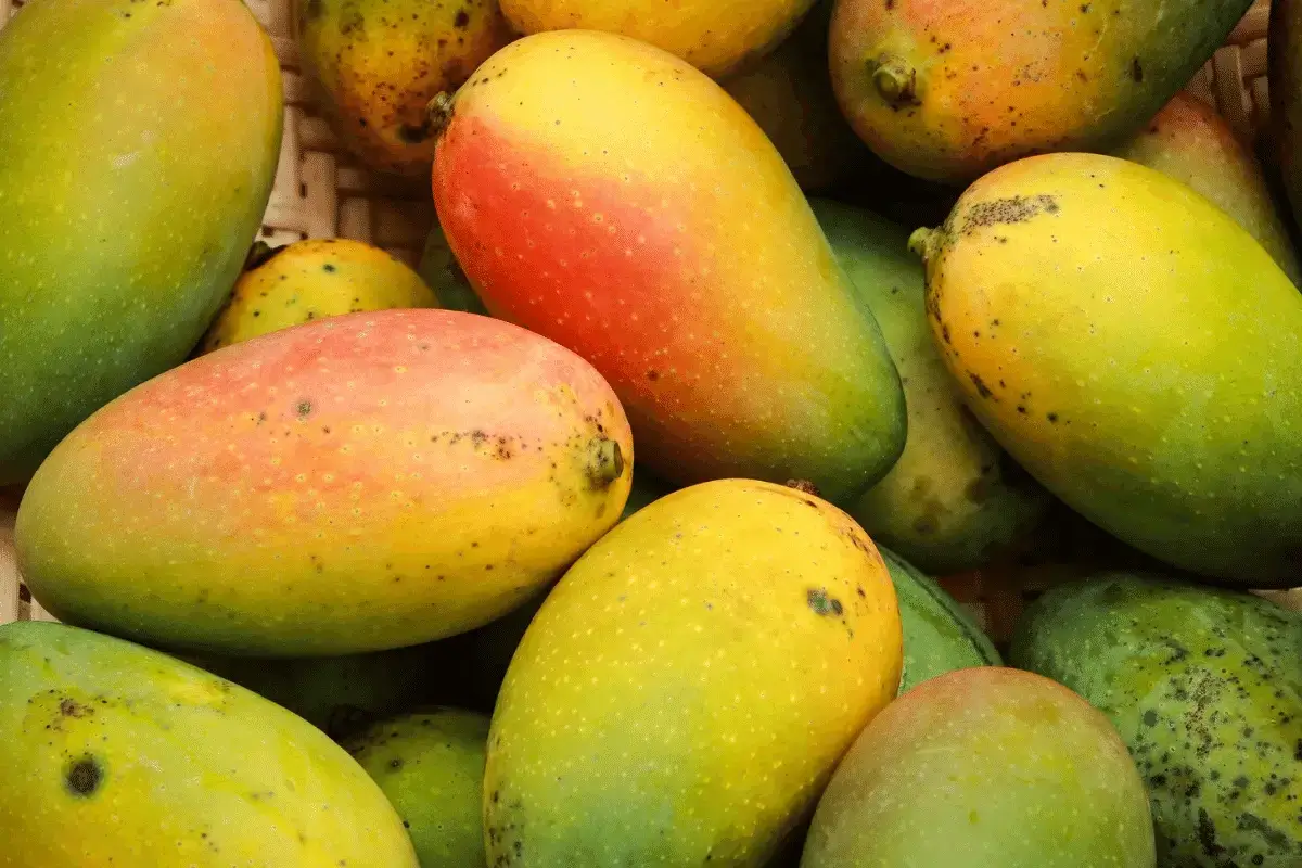 Mango is good for gain weight