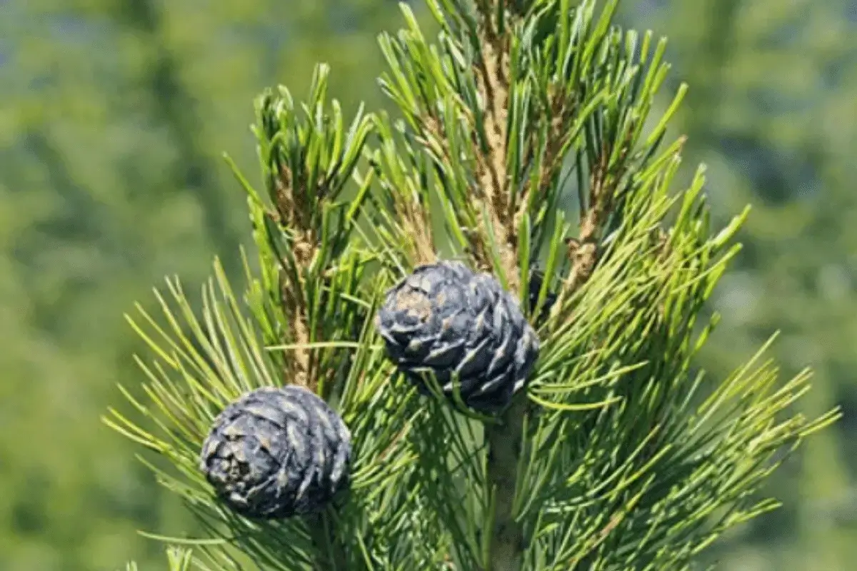 Sembra pine