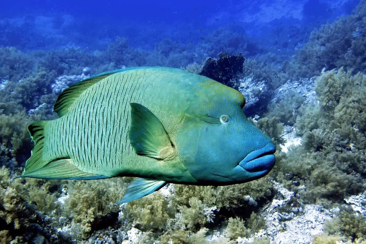 Humphead wrasse