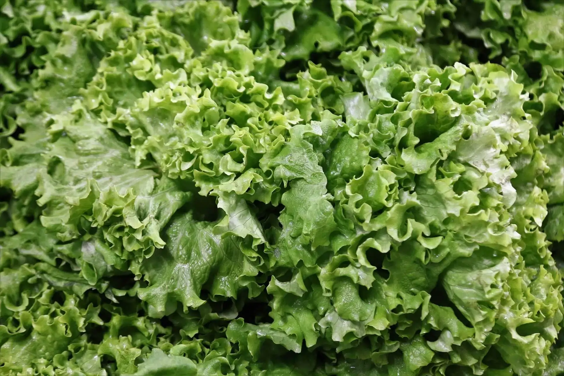 Leafy vegetables