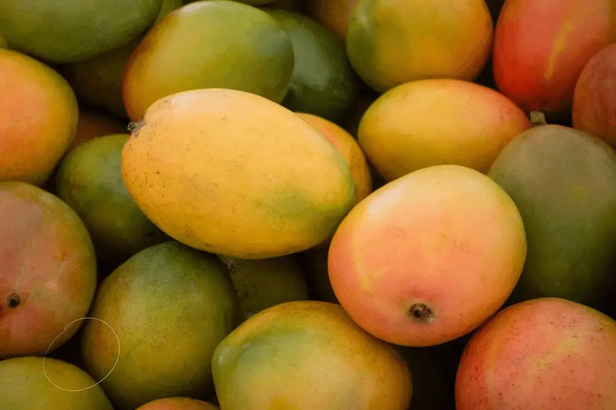 Mango fruit