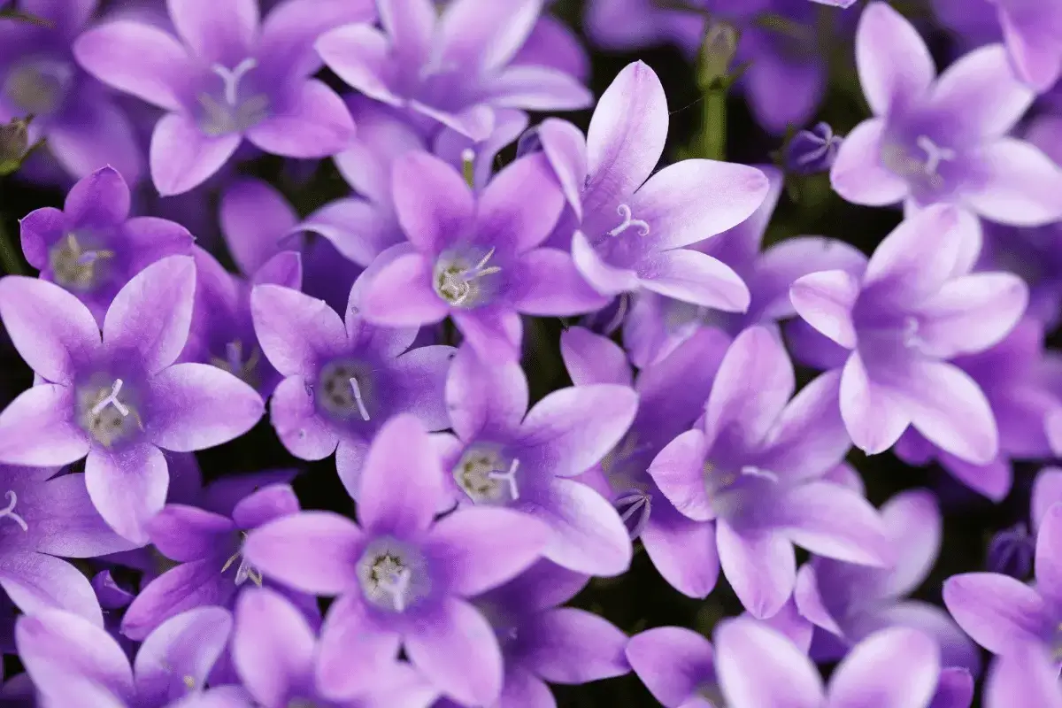 Flower Violet