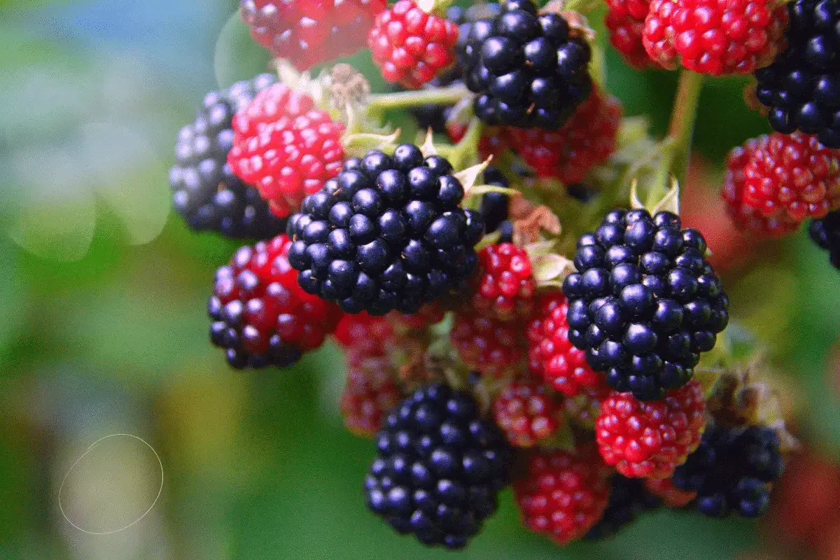 Berries