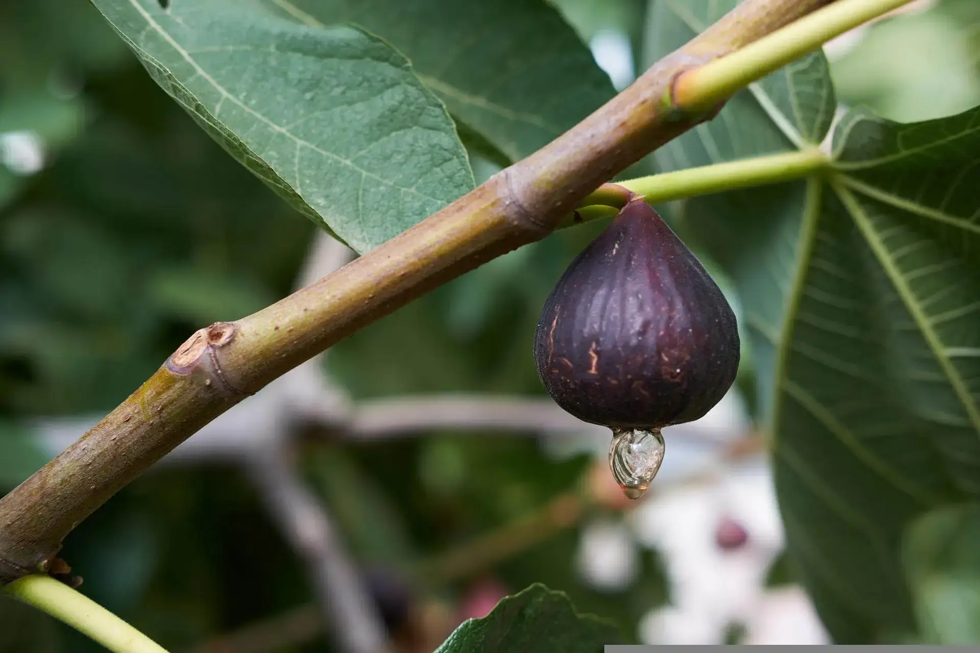 Fig