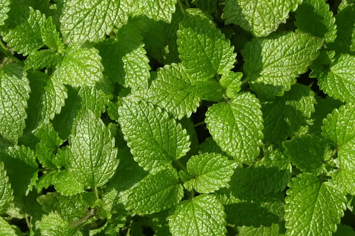 Lemon balm