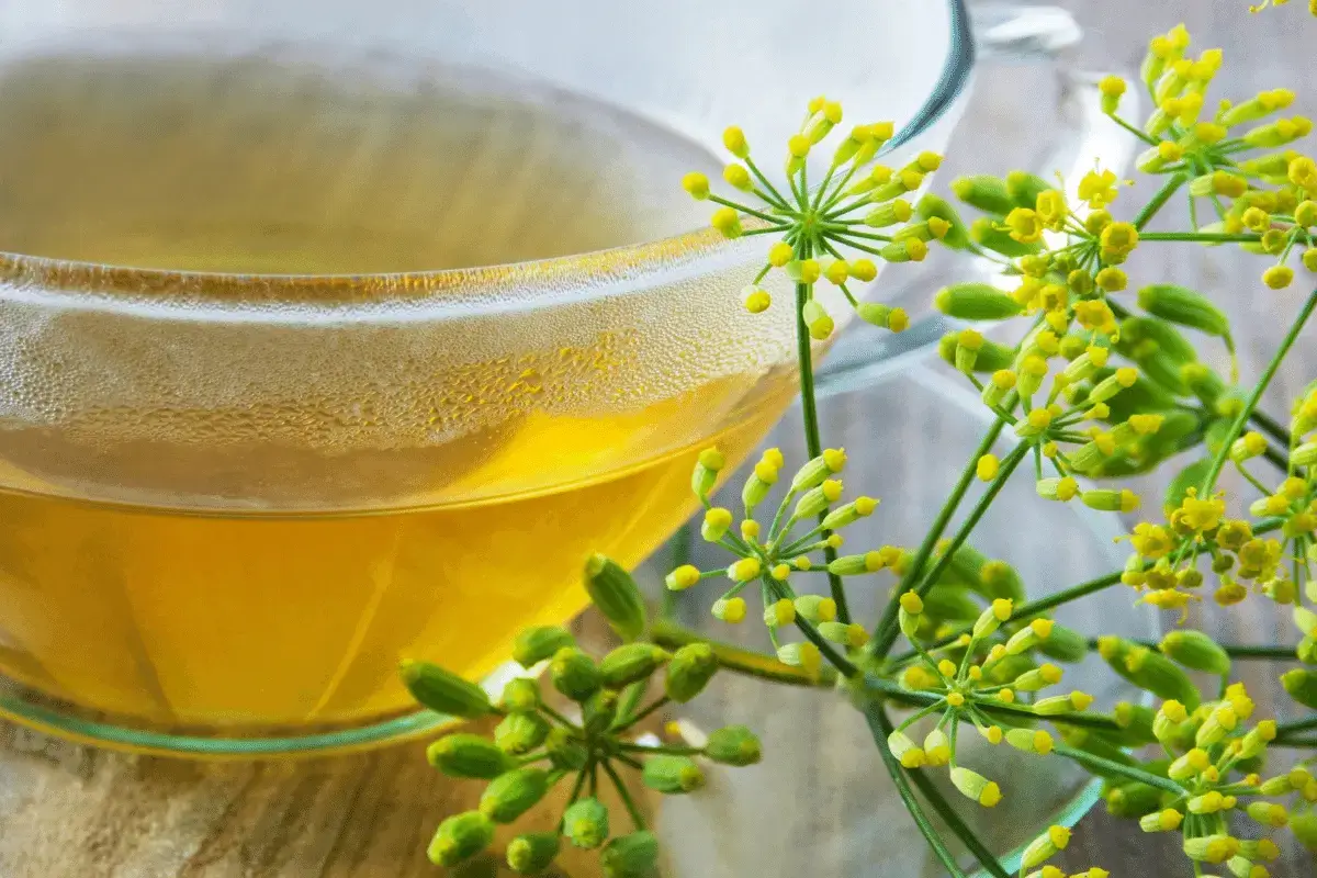 Fennel drink is one of the appetite suppressant drinks