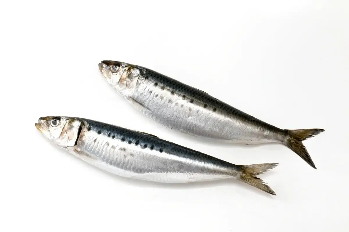 Sardine