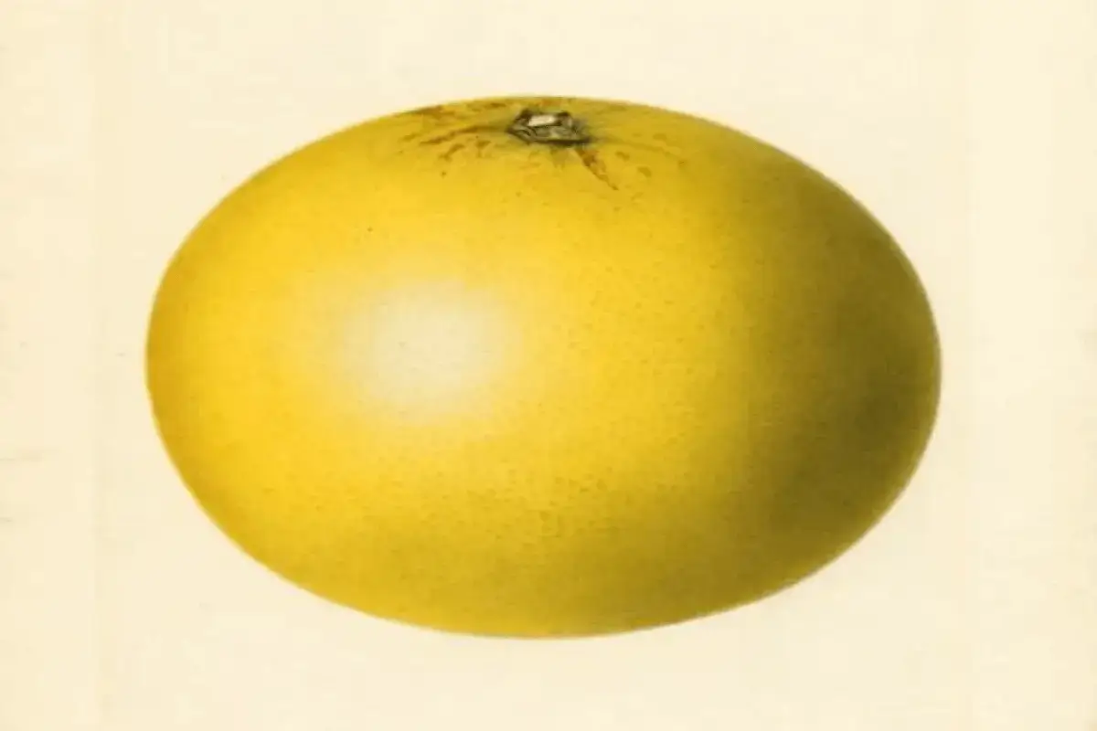 Duncan grapefruit