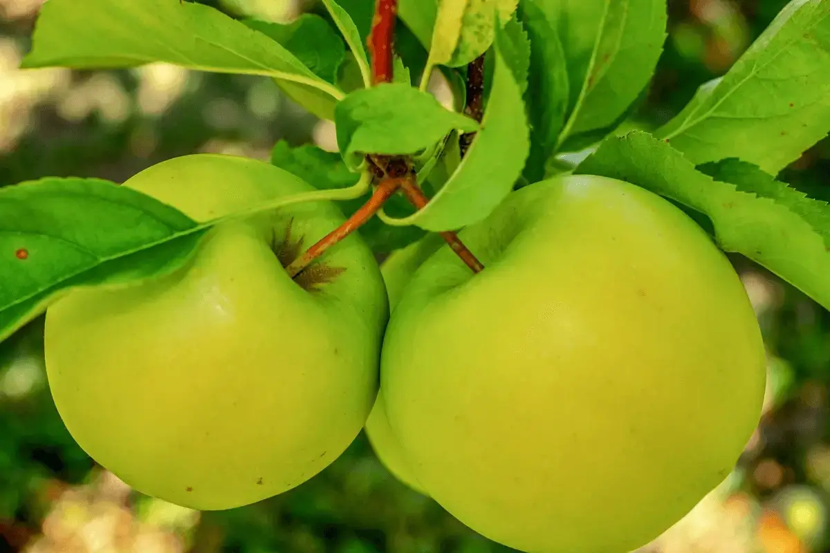 Apple fruit is one of the fruits that suppress appetite