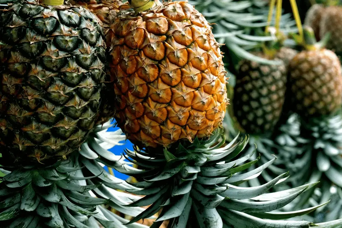 Pineapple