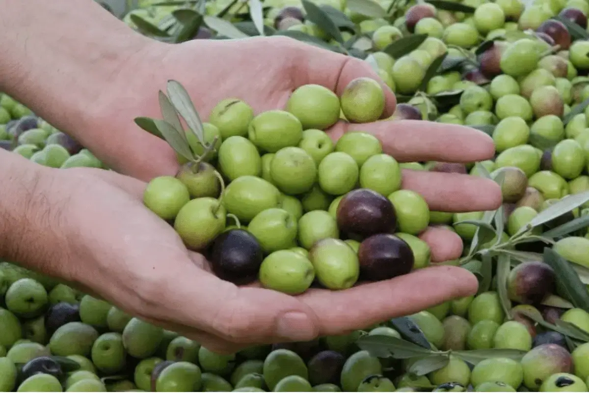 Nabali Olives