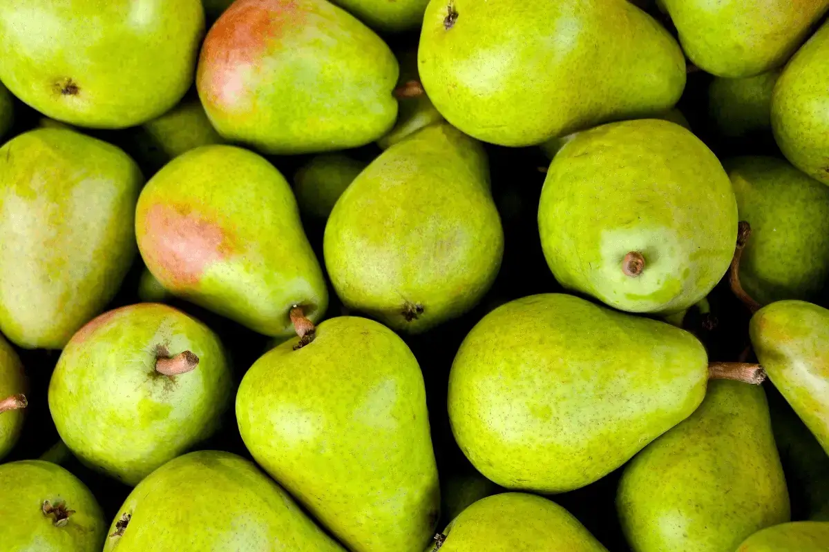Pear fruit is one of the fruit that suppresses the appetite