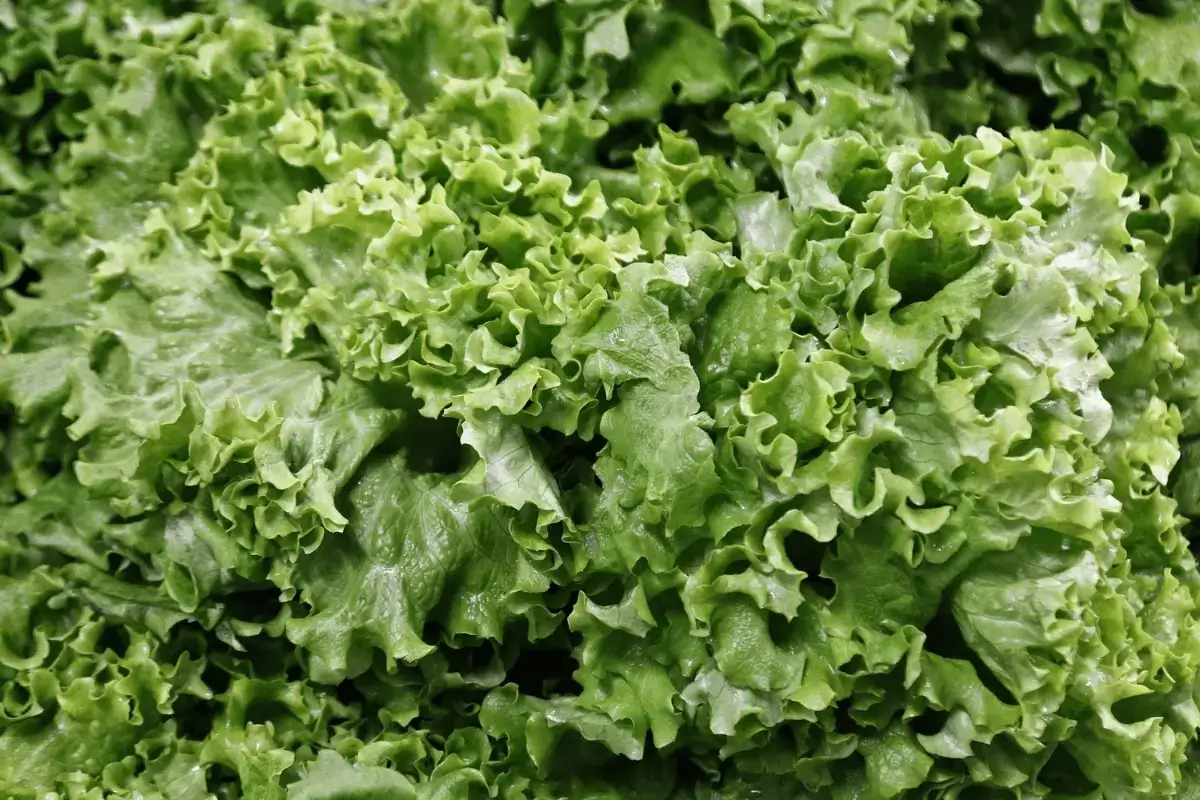 Leafy vegetables are one of the immune system booster foods