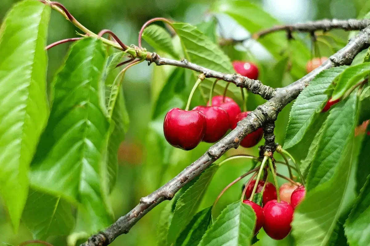 Cherry is one of the fruits to increase testosterone