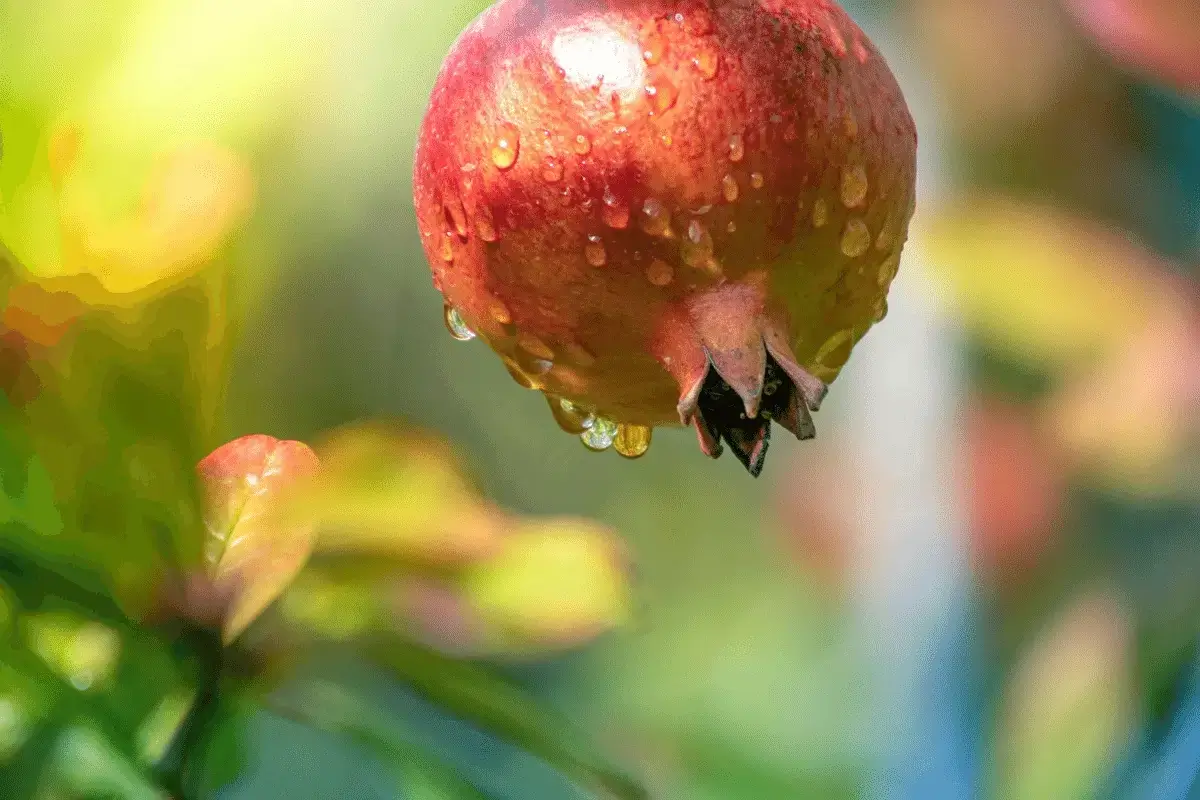 Pomegranate is one of the fruits to boost testosterone