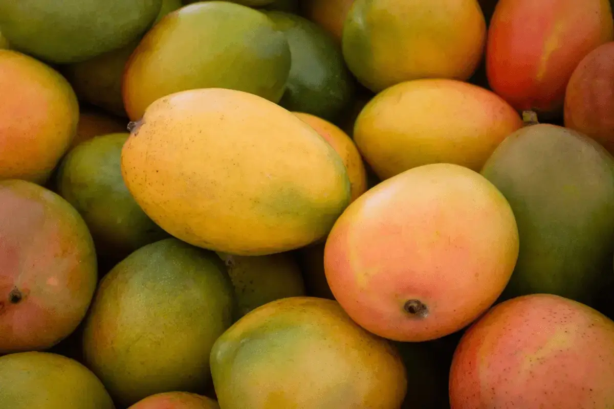 Mango fruit