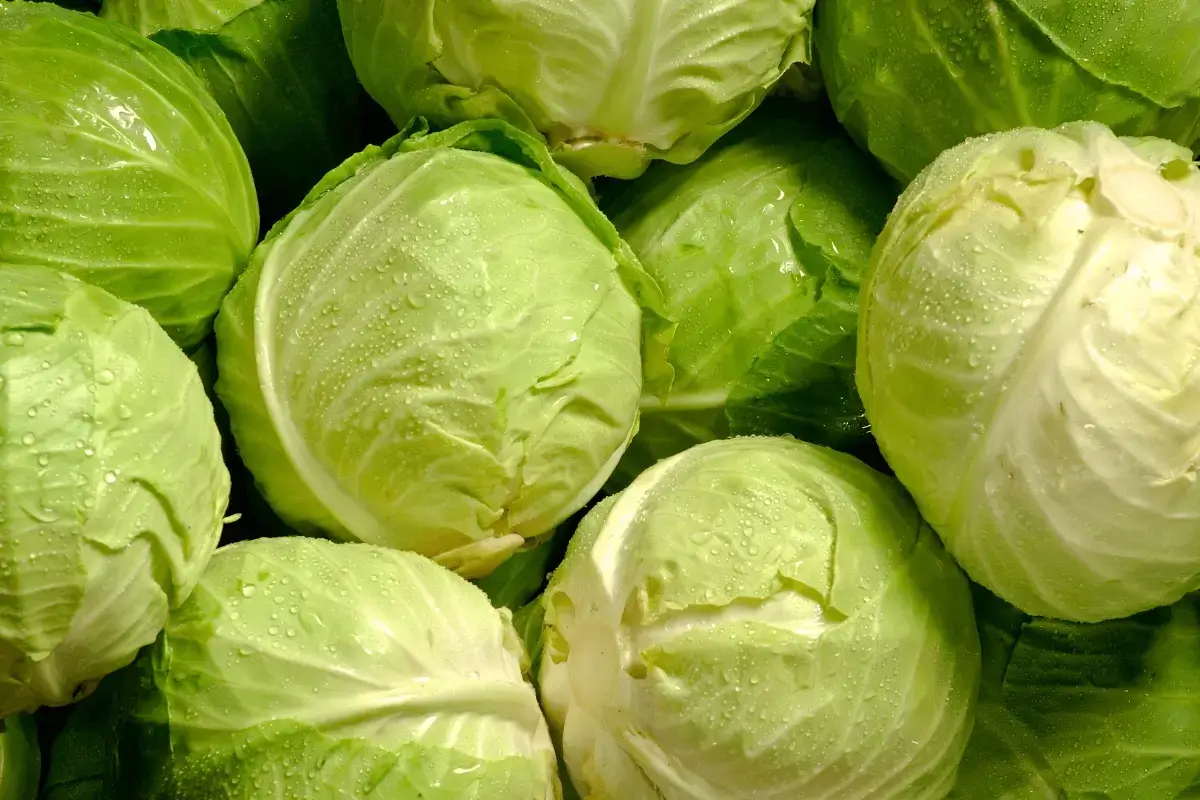 Cabbage