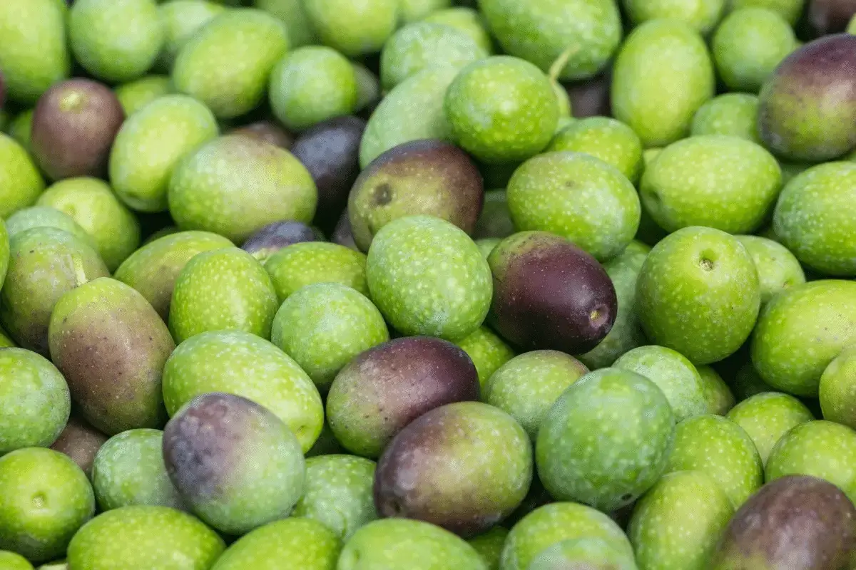 Ligurian Olives